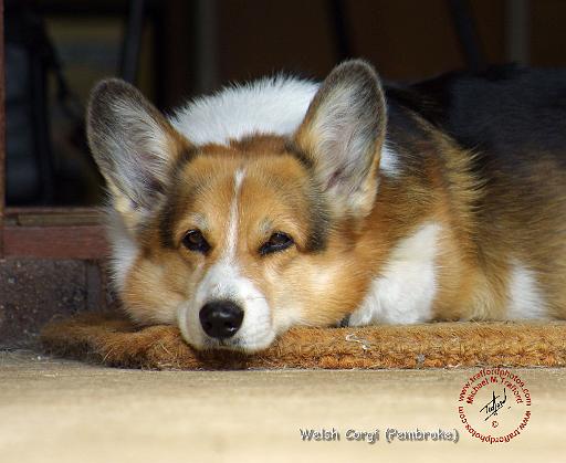 Welsh Corgi Pembroke 9R022-030.JPG